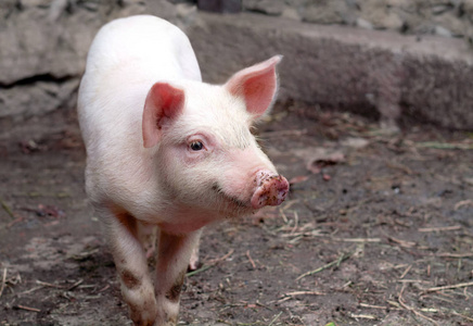 小小猪图片