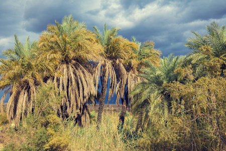 棕榈树林, 沙漠中的绿洲