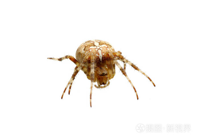 孤立在白色的蜘蛛照片 正版商用图片0th6m6 摄图新视界 孤立在白色的蜘蛛照片 正版商用图片0th6m6 摄图新视界
