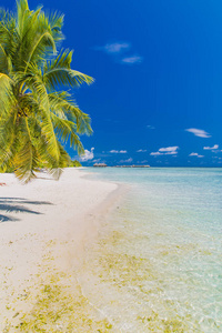 令人惊叹的热带海滩。棕榈树有一个秋千。放松夏季旅游背景概念