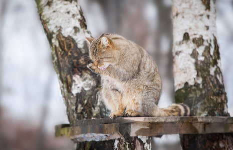 美丽的野猫在冬天