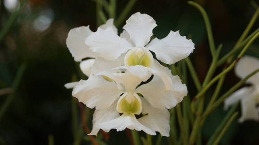吉隆坡花园中的白兰花图片