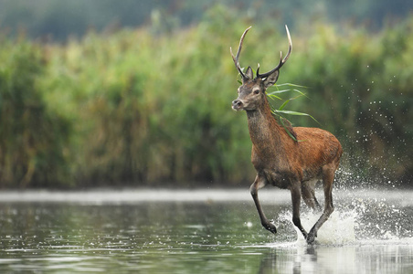 鹿降压在湖中奔跑, 近距离观察照片