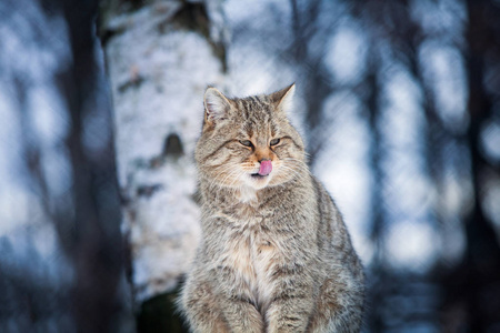 美丽的野猫在冬天图片