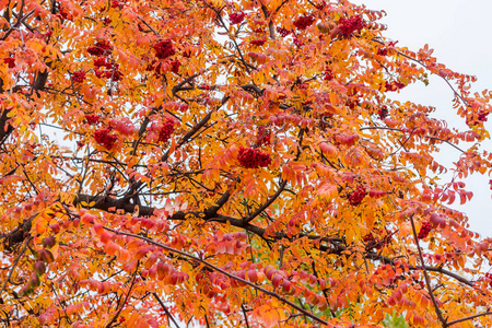 秋叶. 罗恩树碎片背景与秋季天空的果实簇群