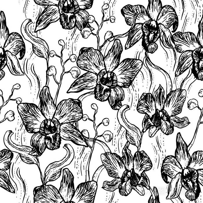 美丽的兰花 手绘设置隔离在白色背景黑色轮廓素描无缝图案 卡片横幅设计 向量例证插画 正版商用图片0th9 摄图新视界