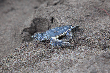 在哥斯达黎加, 一只小绿海龟 (cholonia mydas) 在海滩上爬上大海照片
