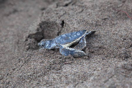 在哥斯达黎加, 一只小绿海龟 cholonia mydas 在海滩上爬上大海