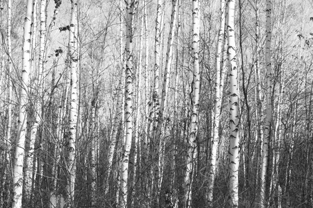 白桦林，黑白照片