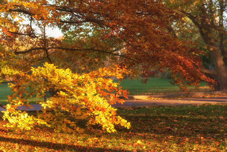 黄色秋天树在公园在阳光下, 最喜欢的旅游目的地 letna 公园 letenske sady 在布拉格, 捷克共和国