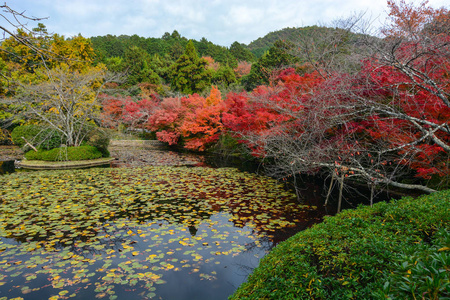 在日本京都, 秋天五颜六色的红色枫树和百合垫池塘