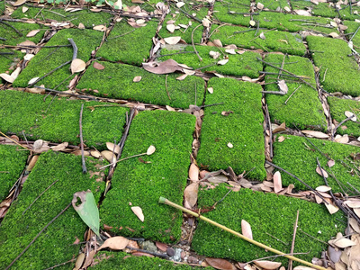 绿色苔藓生长在潮湿的粘土砖表面上