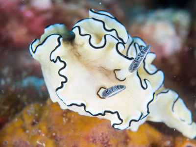 在它们的栖息地的 nudibranchs