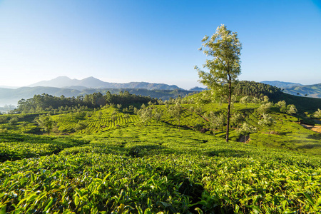 在新德里的茶叶种植园