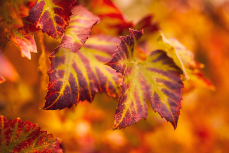 渐变的叶子图片