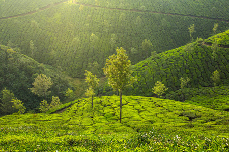 在新德里的茶叶种植园