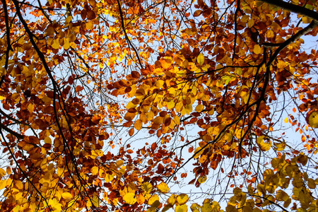 秋天的树木在一个阳光明媚的秋日与蓝天