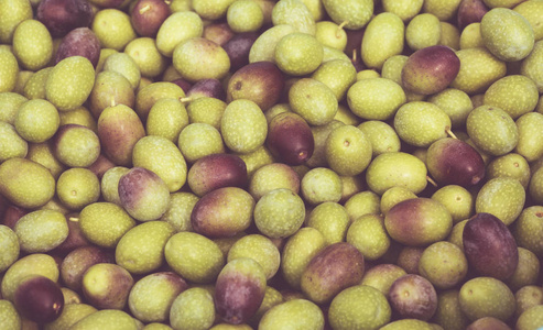 许多利古里亚橄榄用于生产优质橄榄油