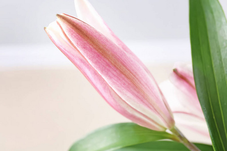 美丽的粉红色百合花, 特写镜头
