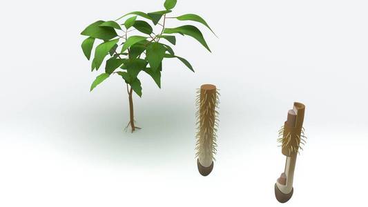 直根系植物 3d照片