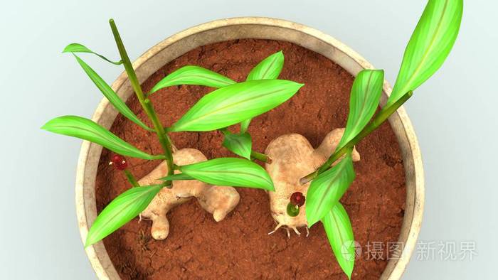 姜植物的植物学插图