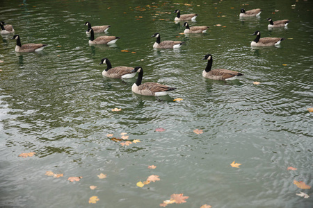 加拿大鹅在湖上的秋天