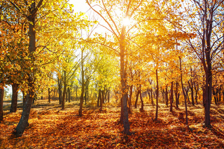 美丽的秋天的风景与树木和干燥的叶子在地面上