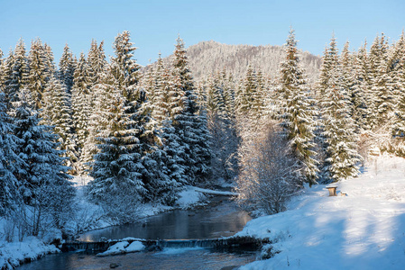 森林中的冬季水流与白雪覆盖的树木