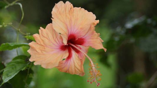 吉隆坡花园中的桃子橙色芙蓉花