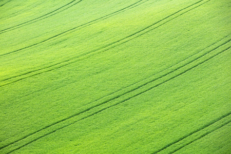 绿麦田图片-绿麦田素材-绿麦田插画-摄图新视界