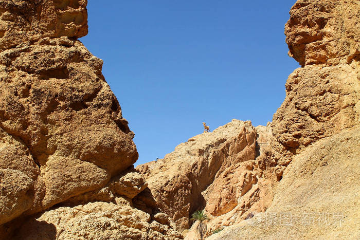 一只石山山羊, 突尼斯切比卡的绿洲
