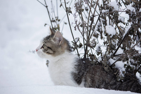 猫正坐在雪地里