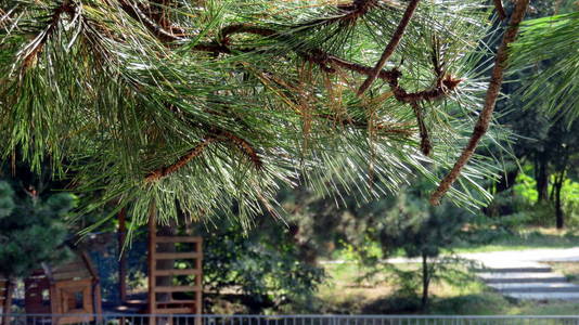 长青松树枝背景下的障碍物历程图片