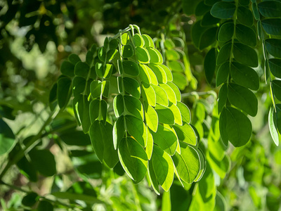 关闭雨树或东印度核桃 (samanea 萨满) 植物的叶子照片