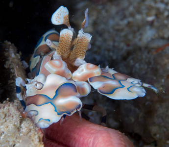 在它们的栖息地的 nudibranchs