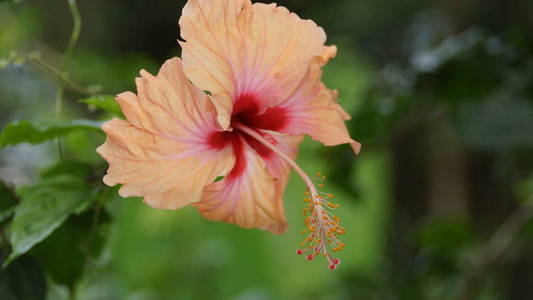 吉隆坡花园中的桃子橙色芙蓉花