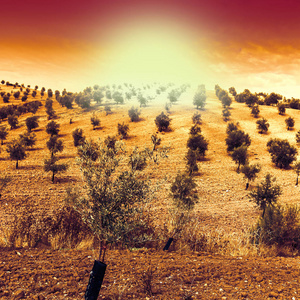 在西班牙的橄榄树丛日出。伊比利亚半岛的惊险景观和自然风光