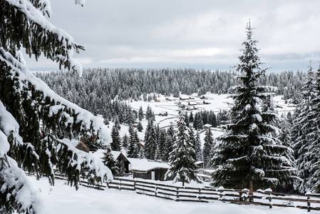 壮观的冬天风景与雪被盖的冷杉树森林