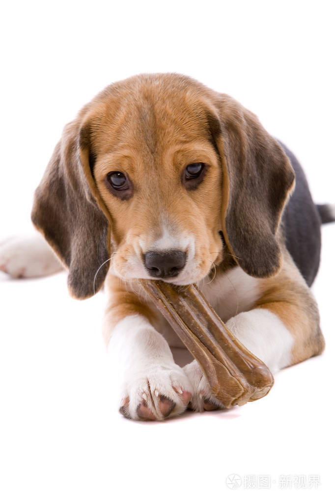 可爱可爱的猎狗小狗咀嚼骨头