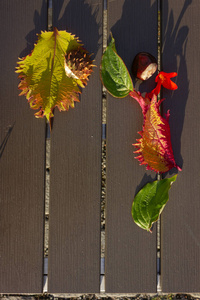 五颜六色的落叶与棕色栗子装饰在木桌背景在晚上日落温暖的阳光