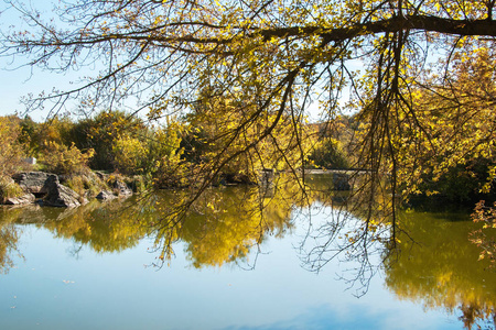 在秋天的池塘，黄色的叶子反射