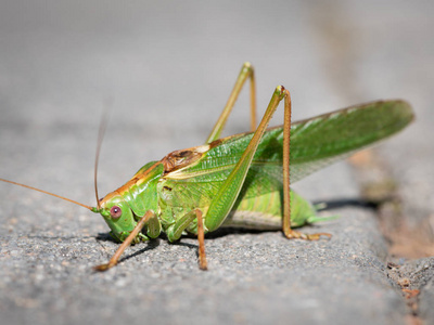 一个伟大的绿色灌木的肖像板球 Tettigonia 金钟 坐在人行道上