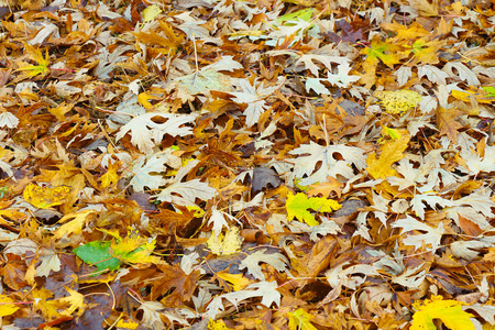 秋天的黄叶溅到了地上