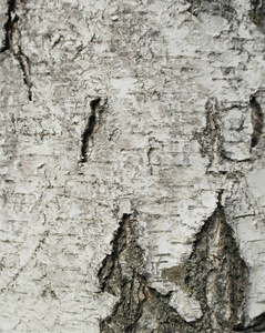 质地, 桦木树皮, 开裂由于时间