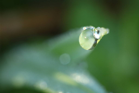 露珠。绿色的植物茎在雨滴中。明亮的绿色背景为您的手机。照片中草的直线