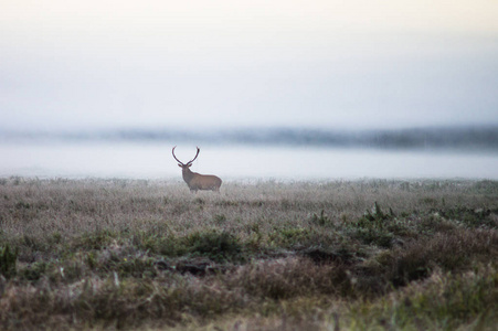 早在有雾的早晨，在车辙场上只红鹿。白俄罗斯，Naliboki 森林