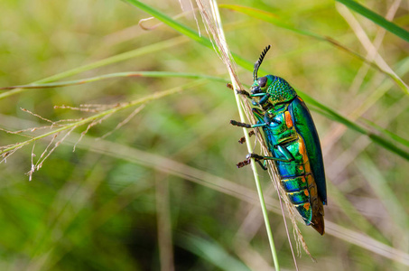 宝石甲虫在现场宏射击, 泰国