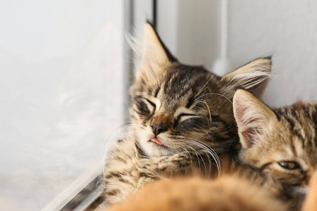 可爱的小猫睡在窗口附近