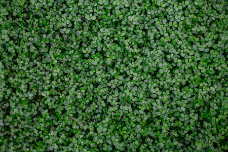 灌丛植被热带植物的许多小圆形绿叶的密集灌丛照片