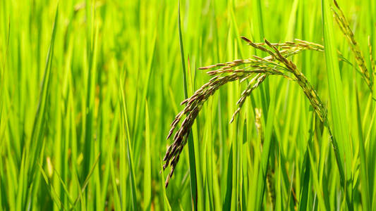 青穗水稻的稻田